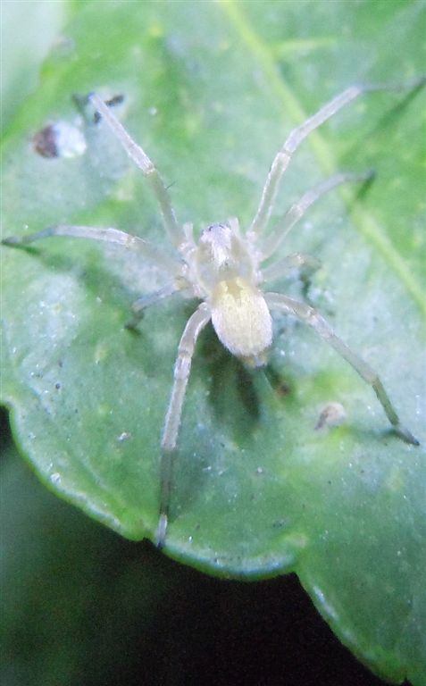 Cheiracanthium mildei - Agnano (NA)